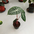 Alocasia pink dragon