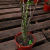 Alocasia zebrina en internet
