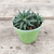 Crasa (aloe pepe)