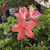 Azalea simple - comprar online