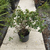 Azalea simple en internet