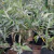 Buddleia flor blanca - comprar online