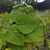 Catalpa - comprar online