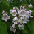 Catalpa