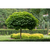 Catalpa - Green Online