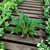 Chlorophytum Fire Flash en internet