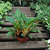 Chlorophytum Fire Flash - comprar online