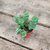 Crasa (crassula perforata)