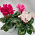 Cyclamen Violeta de los Alpes F1