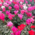 Cyclamen Violeta de los Alpes F1 - comprar online
