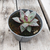 Crasa especial (echeveria agavoide romeo)