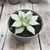 Crasa especial (echeveria agavoides)