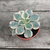 Crasa (echeveria variegada)