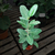 Ficus audrey en internet