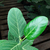 Ficus audrey - comprar online