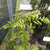 Grevillea robusta - comprar online