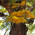 Grevillea robusta