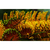 Grevillea robusta - Green Online