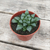 Crasa (haworthia retusa)