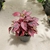 Hypoestes roja en internet