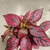 Hypoestes roja - comprar online