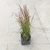 Imperata cylindrica - comprar online