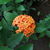 Ixora