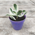 Crasa (crassula ovata variegada)