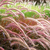 Pennisetum rupelli rubra - comprar online