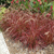 Pennisetum rupelli rubra - Green Online