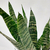 Sansevieria hoja verde
