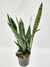 Sansevieria hoja verde - comprar online