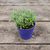 Crasa (sedum lineare variegada)