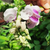 Bignonia caracol - comprar online