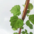 Ampelopsis - comprar online