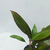 Dracaena rubra - comprar online