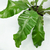 Asplenium nidus - comprar online