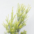 Melaleuca
