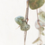 Ceropegia - comprar online