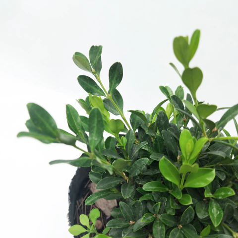 Buxus enano - comprar online