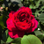 Rosa topiario