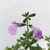 Salvia greggii