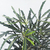 Aralia elegantisima - comprar online