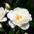 Rosa iceberg