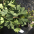 Ginkgo biloba - comprar online