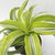 Dracaena lemon surprise - comprar online