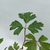 Cissus - comprar online
