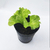 Lechuga crespa