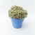 Cactus (cerebro)