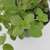 Oregano - comprar online